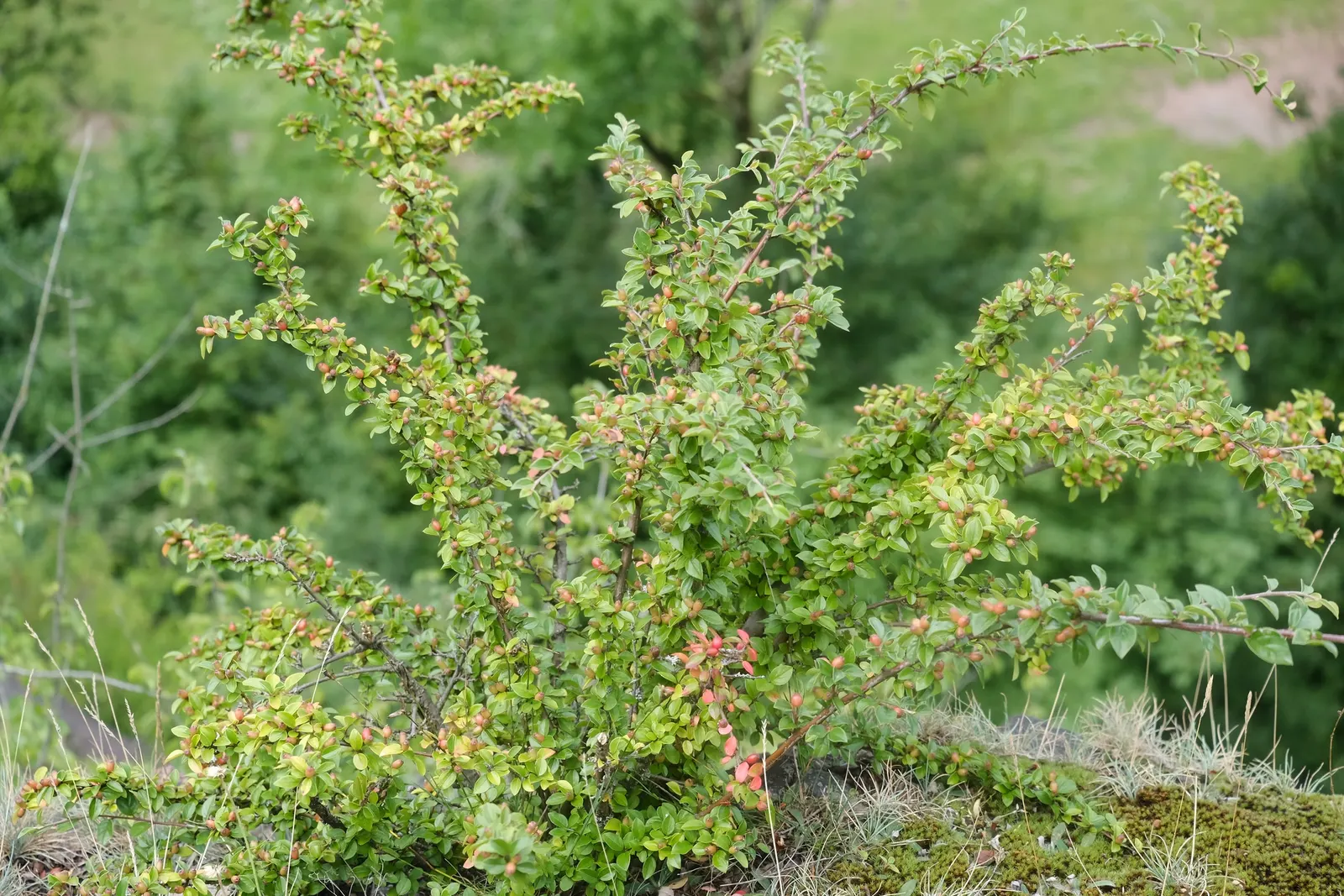 Red Clusterberry Cotoneaster (Cotoneaster Divaricatus) — It is advisable to include regular pruning to maintain its structured appearance and promote vigorous