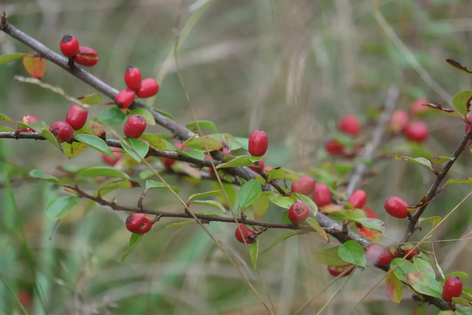 Red Clusterberry Cotoneaster (Cotoneaster Divaricatus) — that envelop the shrub and entice beneficial pollinators