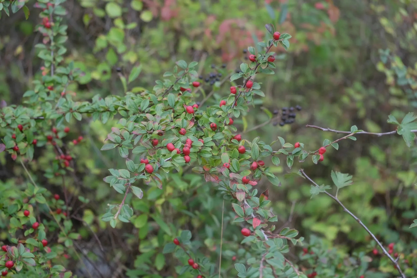 Red Clusterberry Cotoneaster (Cotoneaster Divaricatus) — The Red Clusterberry Cotoneaster is a resilient; its small, dark green leaves turn reddish-purple in