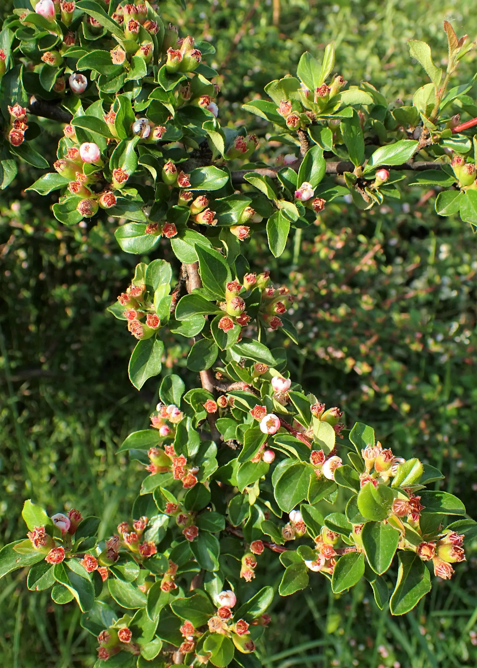 Red Clusterberry Cotoneaster (Cotoneaster Divaricatus) — This low-maintenance plant prefers full sun to partial shade and tolerates various soil types; gaining