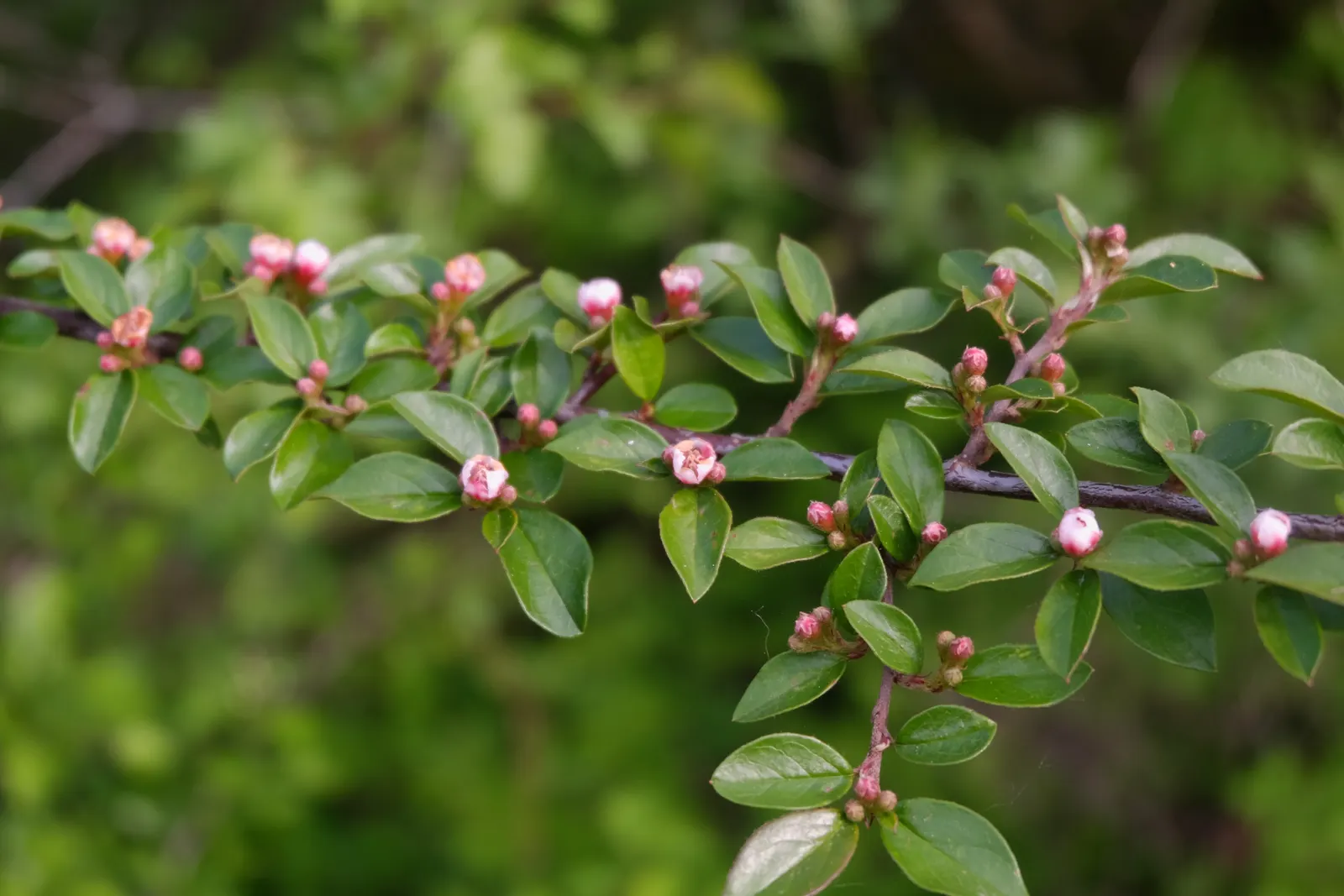 Red Clusterberry Cotoneaster (Cotoneaster Divaricatus) — This low-maintenance plant prefers full sun to partial shade and tolerates various soil types