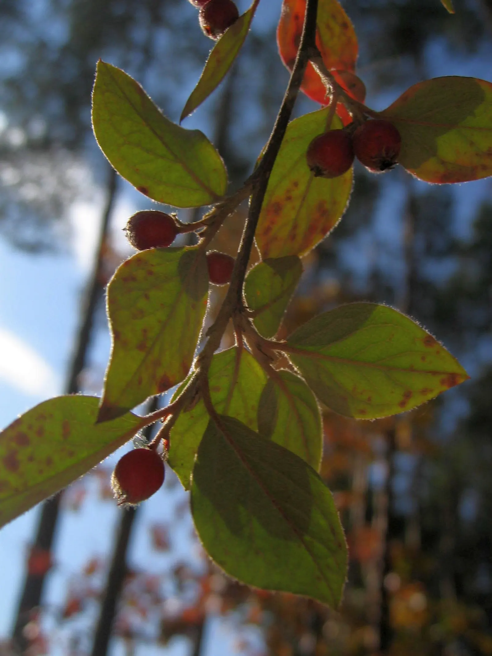 Red Clusterberry Cotoneaster (Cotoneaster Divaricatus) — deciduous shrub with arching branches; gaining prominence with landscape designers for its striking