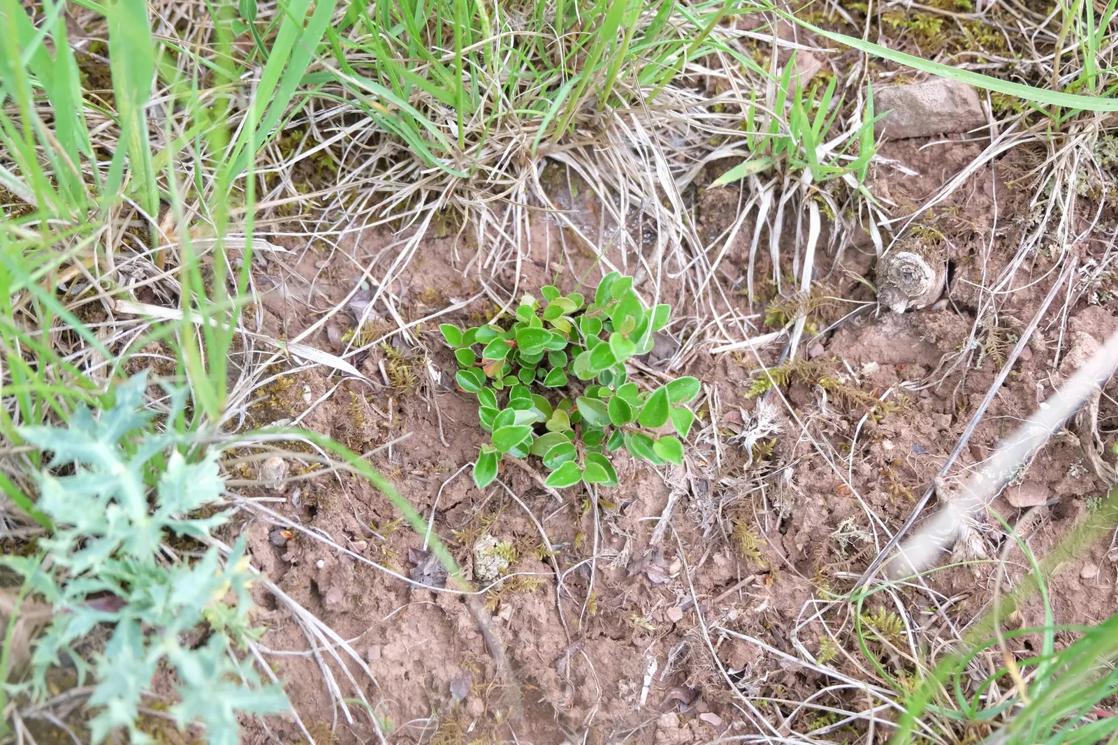 Red Clusterberry Cotoneaster (Cotoneaster Divaricatus) — rounded leaves measuring up to 1 inch long; gaining prominence with landscape designers for its