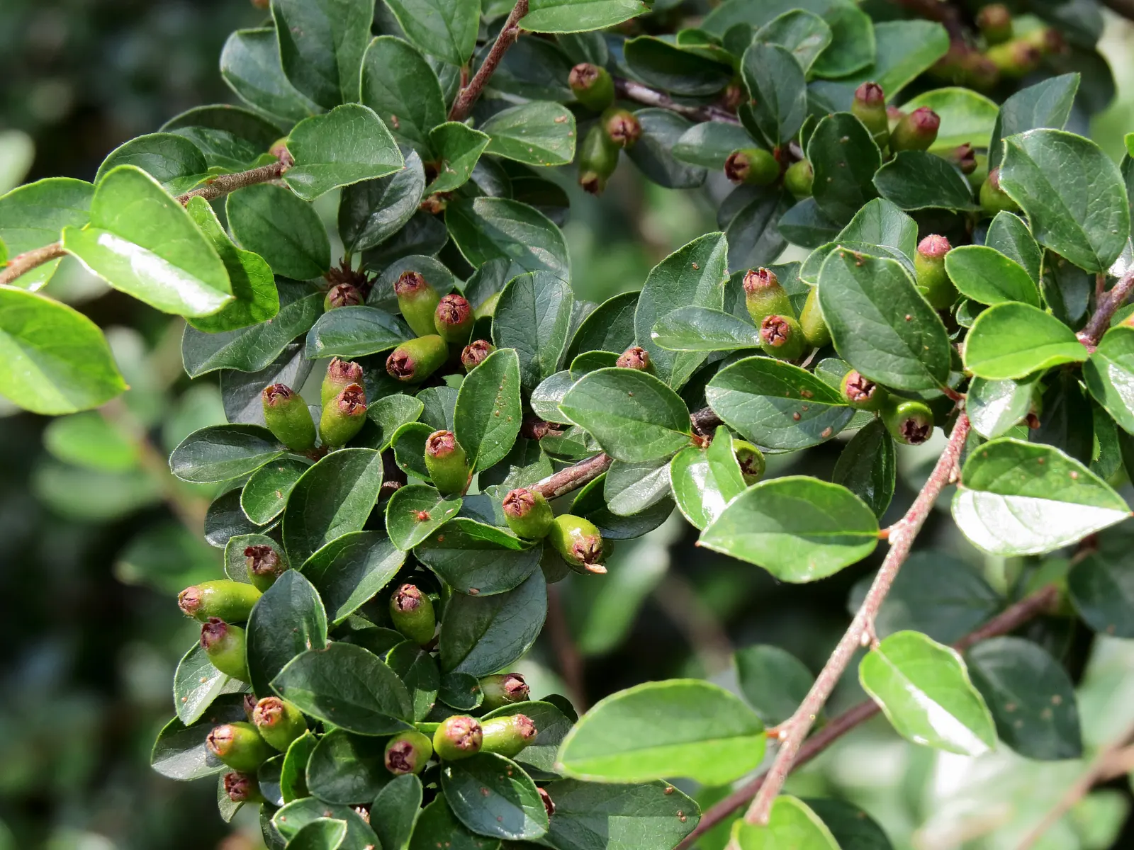 Red Clusterberry Cotoneaster (Cotoneaster Divaricatus) — Its small, dark green leaves turn reddish-purple in fall; the Red Clusterberry Cotoneaster is a superb