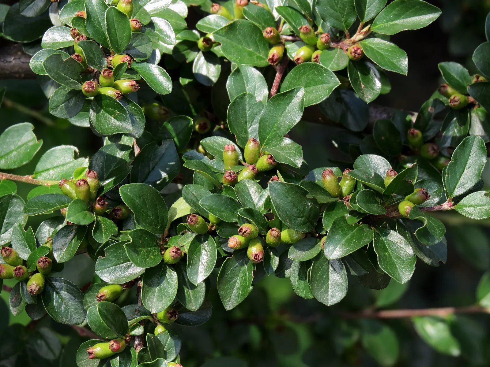 Red Clusterberry Cotoneaster (Cotoneaster Divaricatus) — is a versatile deciduous shrub known for its multi-stemmed growth habit and wide-spreading, image 38