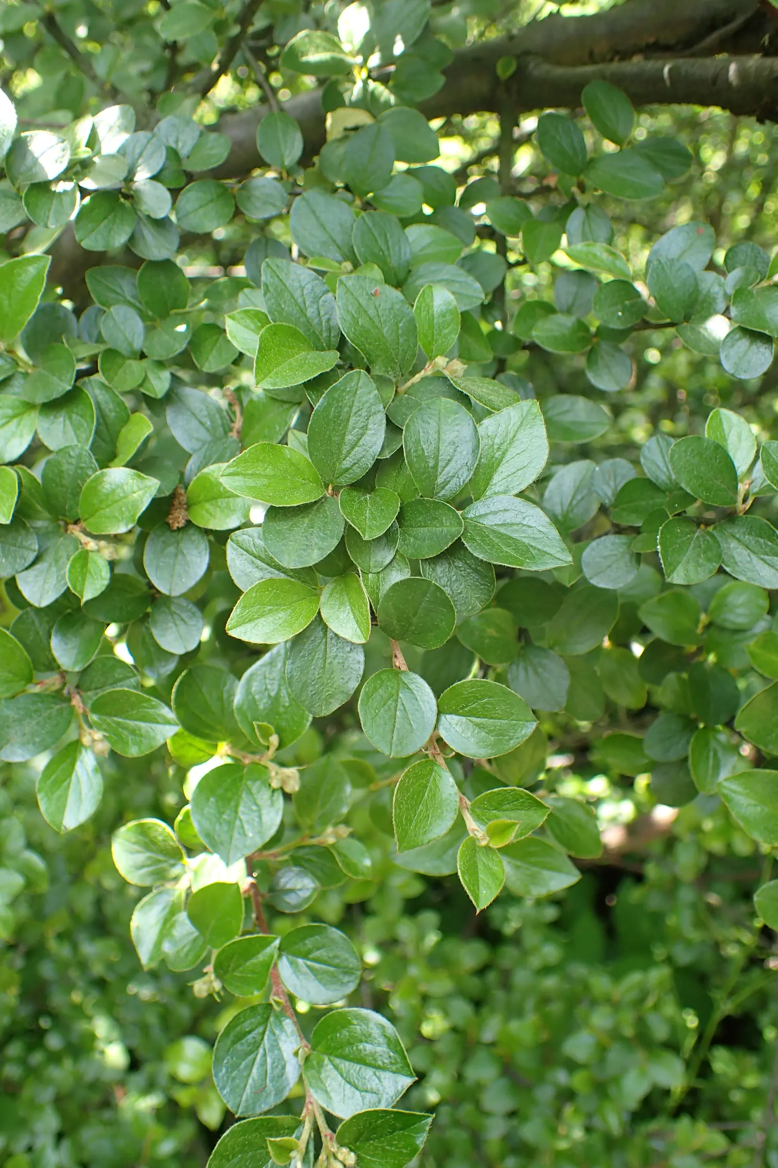 Red Clusterberry Cotoneaster (Cotoneaster Divaricatus) — The shrub demonstrates adaptability to a variety of soil conditions, preferring well-drained loams