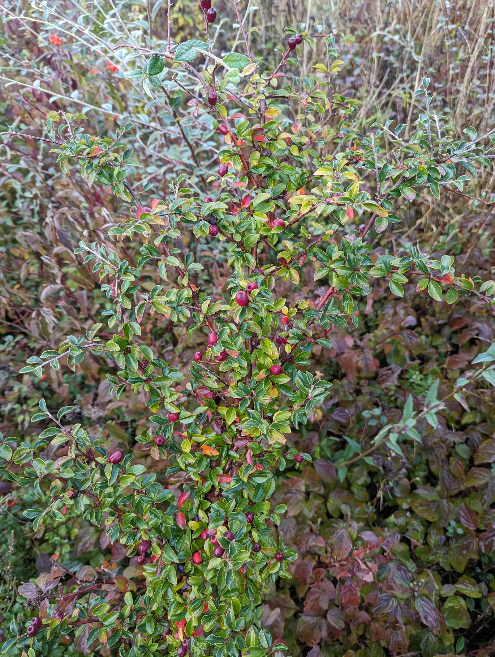 Red Clusterberry Cotoneaster (Cotoneaster Divaricatus) — this Cotoneaster is both drought-tolerant once established and able to endure urban pollution