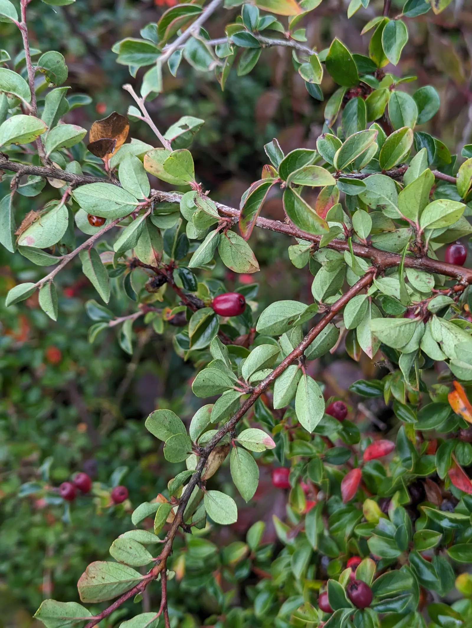 Red Clusterberry Cotoneaster (Cotoneaster Divaricatus) — deciduous shrub with arching branches