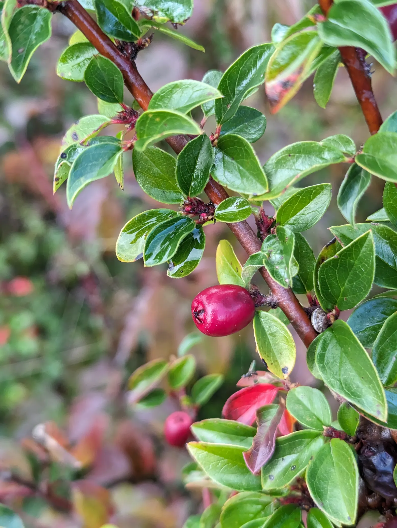 Red Clusterberry Cotoneaster (Cotoneaster Divaricatus) — pink and white flowers in the garden