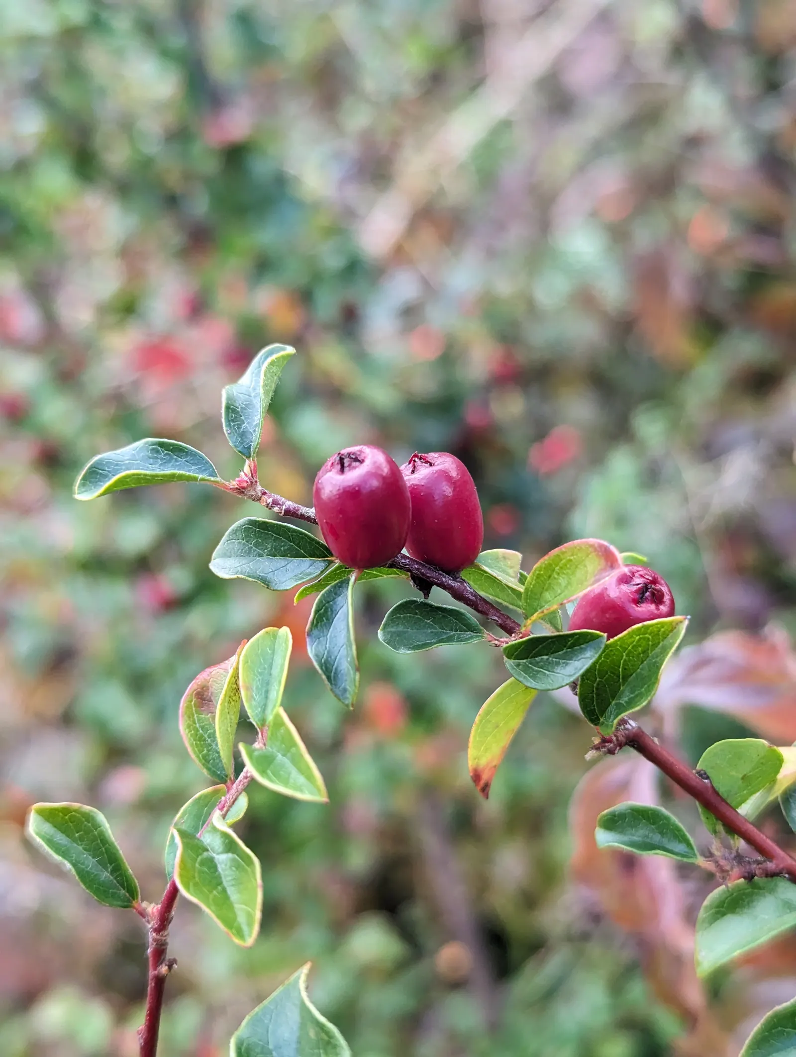Red Clusterberry Cotoneaster (Cotoneaster Divaricatus) — roughly 1/4 inch in diameter