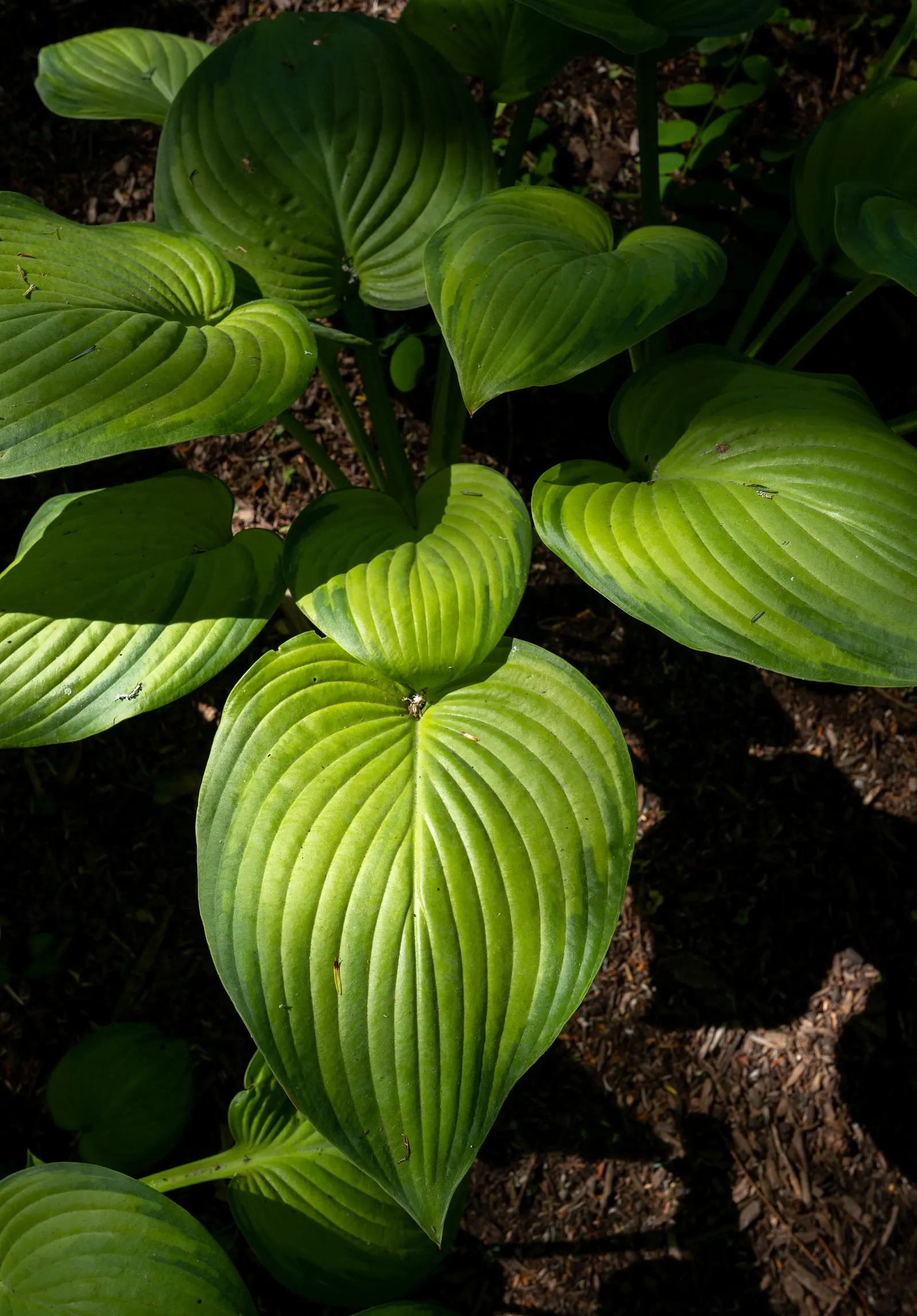 Plantaginea Hosta (Hosta Plantaginea) — Space these perennials 36 inches apart for optimal growth