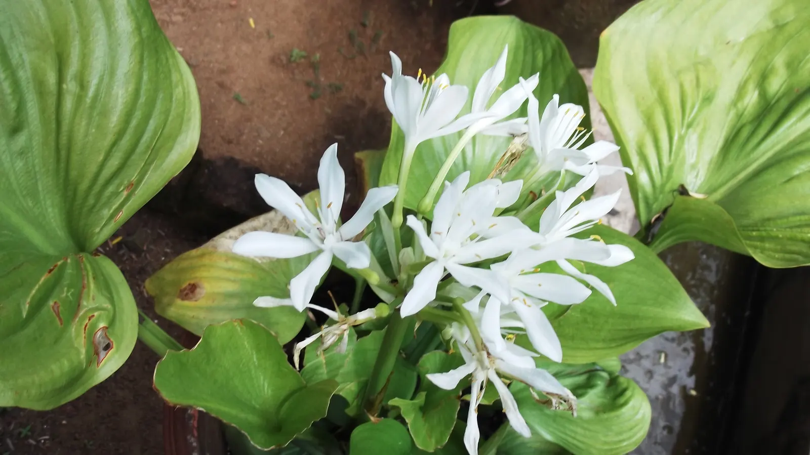 Plantaginea Hosta (Hosta Plantaginea) — Blooming occurs in late summer, adding a dash of brightness to shady areas