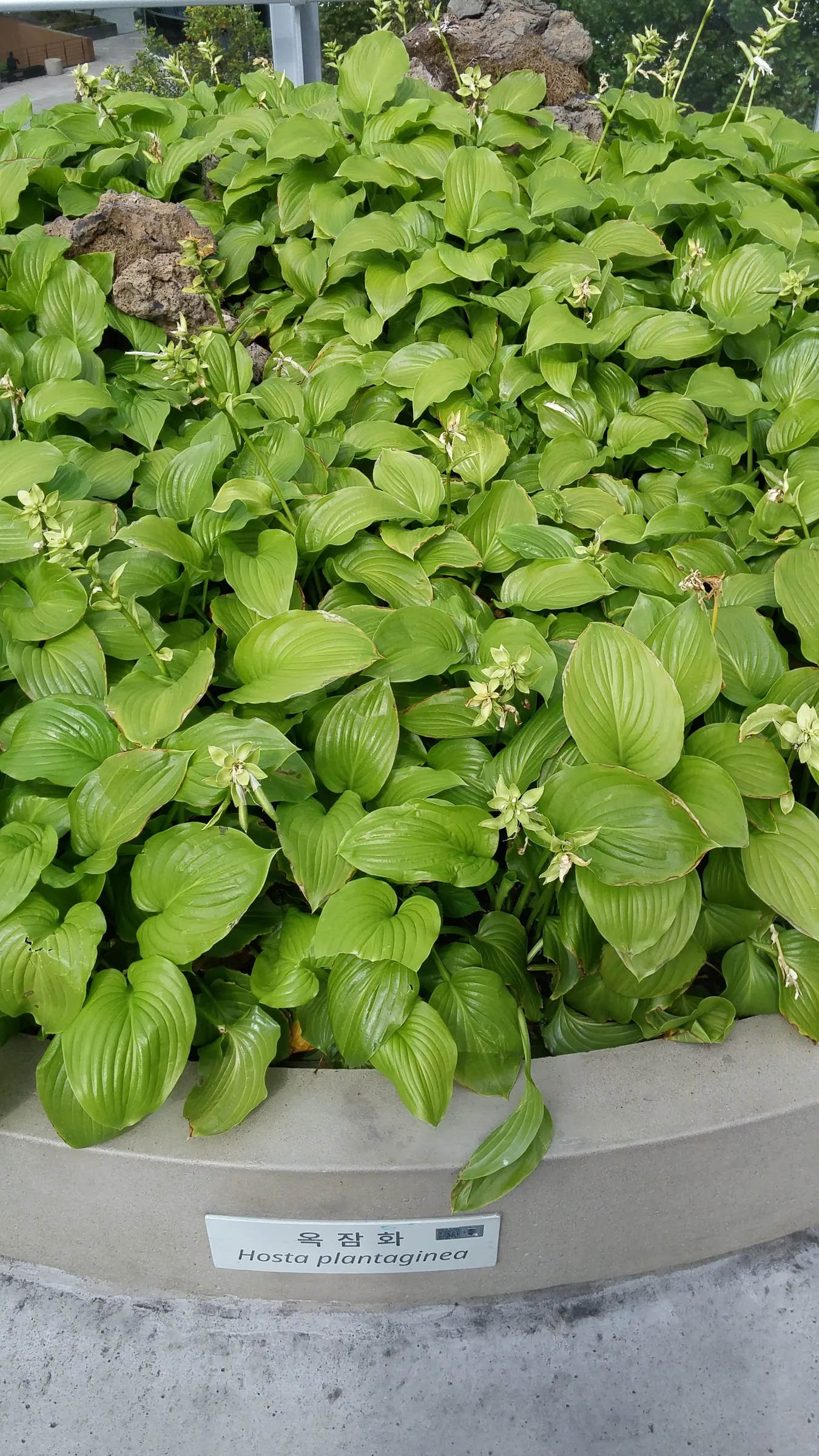 Plantaginea Hosta (Hosta Plantaginea) — Its broad, glossy leaves typically span up to 18 inches long, with the plant reaching a height of 15-24 inches