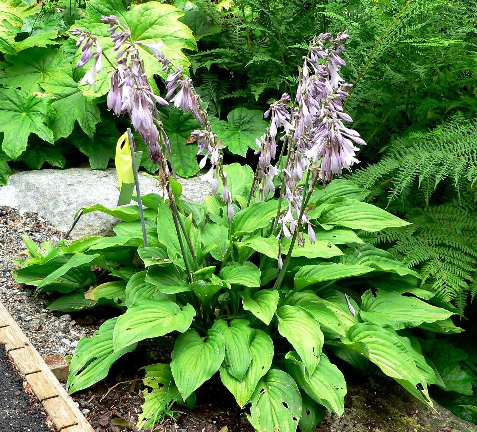 Plantaginea Hosta (Hosta Plantaginea) — is noted for its lush foliage and striking white