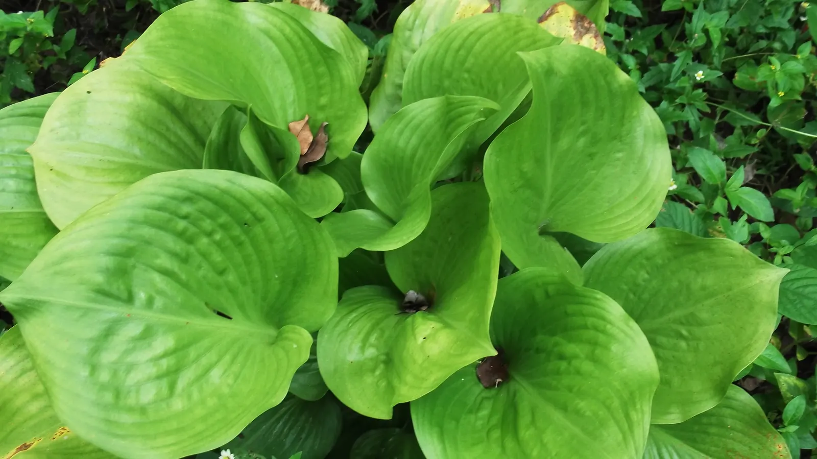 Plantaginea Hosta (Hosta Plantaginea) — is a captivating perennial that can serve as a standout addition to your landscape design