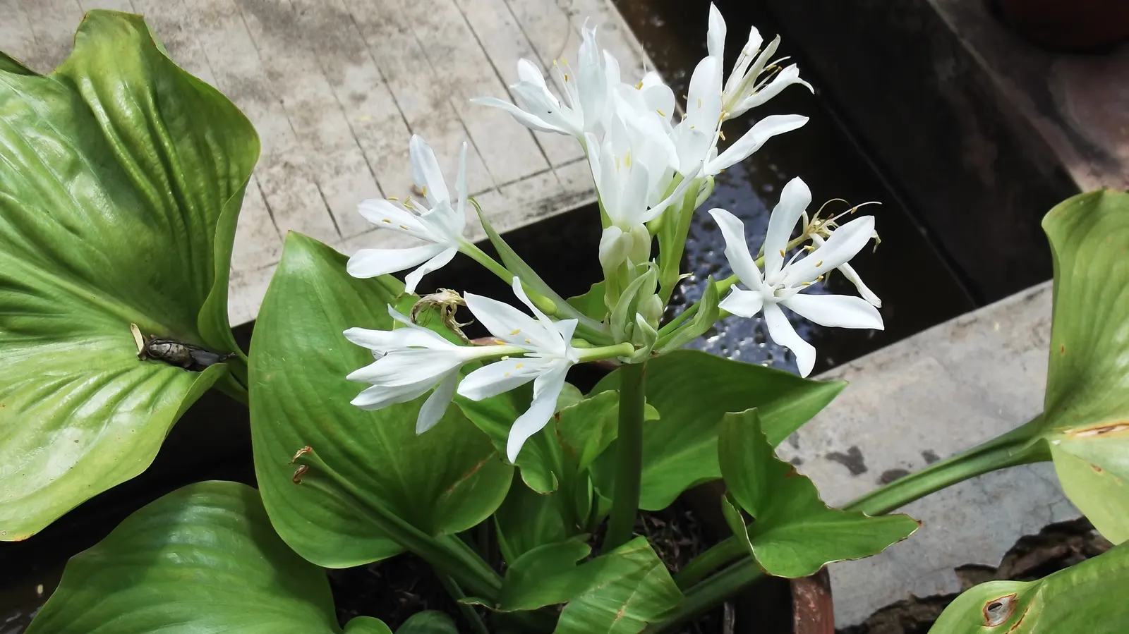 Plantaginea Hosta (Hosta Plantaginea) — commonly referred to as Hosta plantaginea