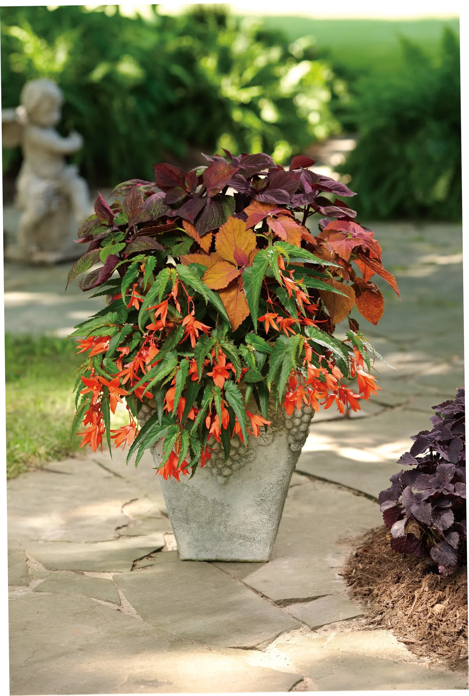 Newly Noir™ Coleus (Coleus scutellarioides) — It matures 24-40 inches tall and 18-36 inches wide