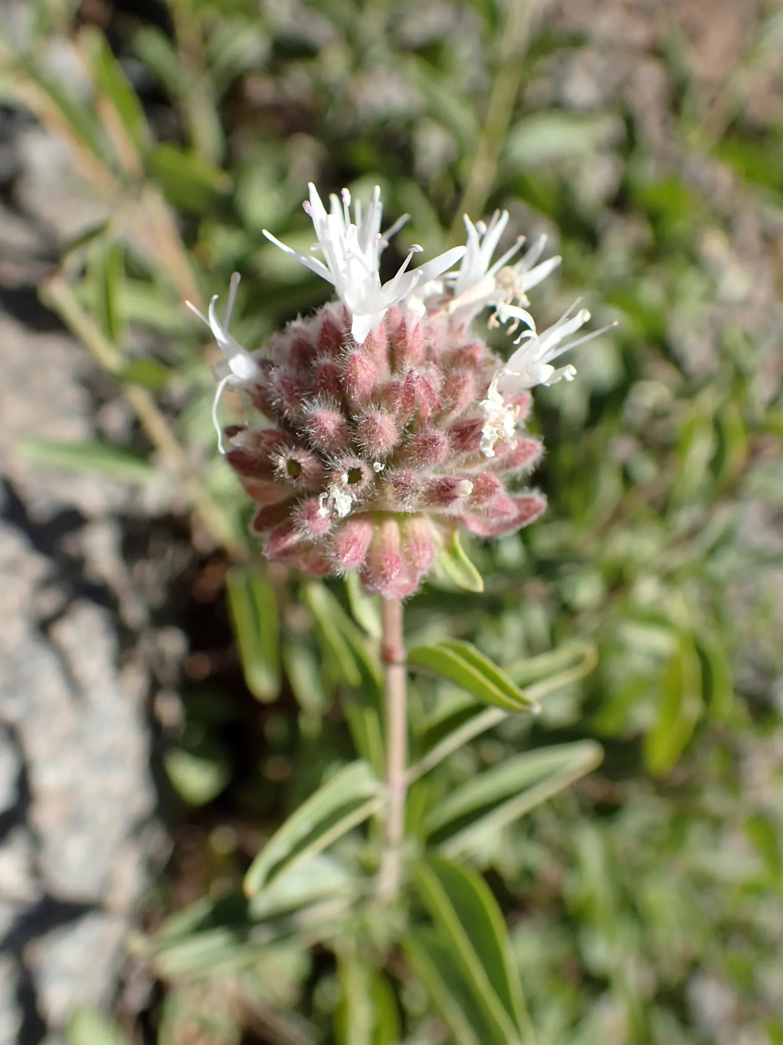 Mountain Pennyroyal (Monardella Odoratissima) — commonly known as Mountain Pennyroyal or Coyote Mint