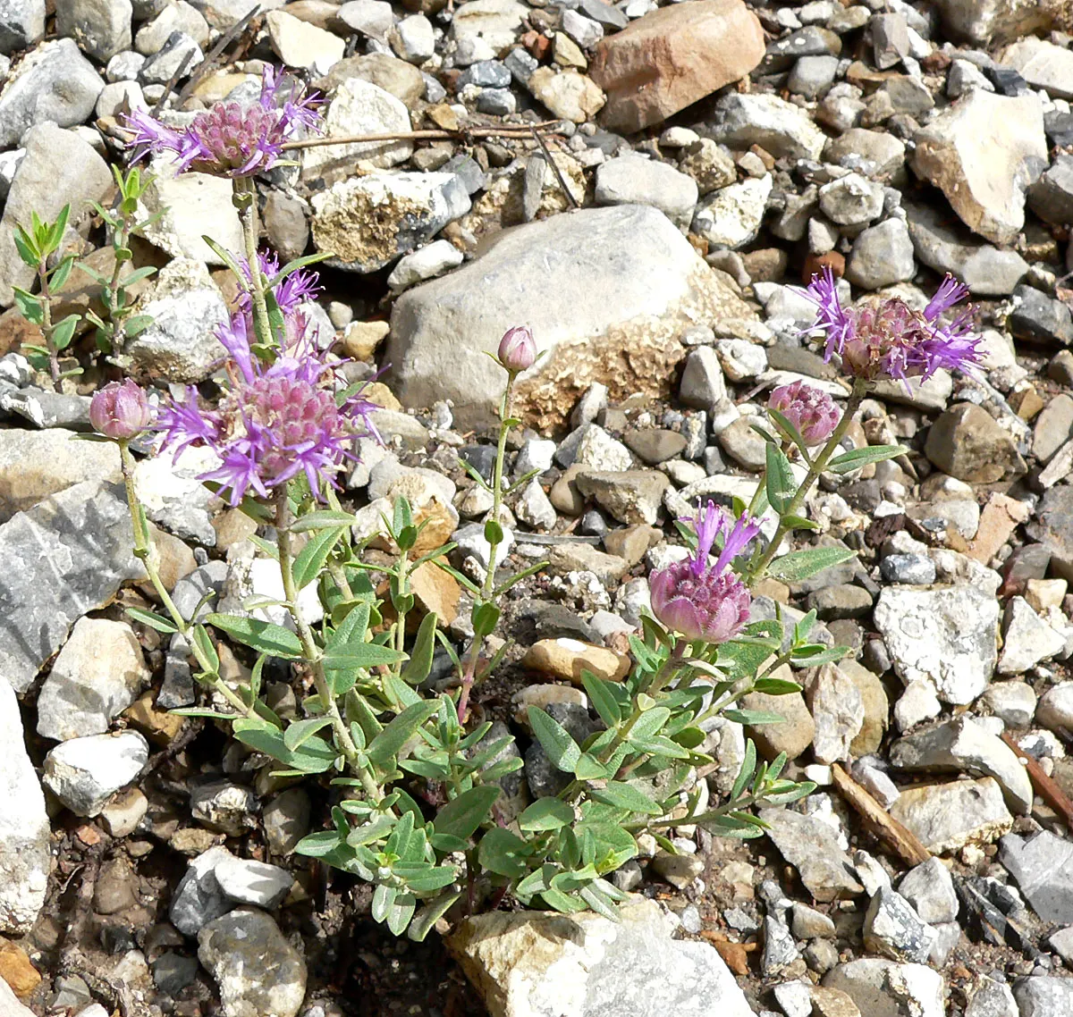 Mountain Pennyroyal (Monardella Odoratissima) — is a fragrant perennial herb that is a valuable addition to any landscape design