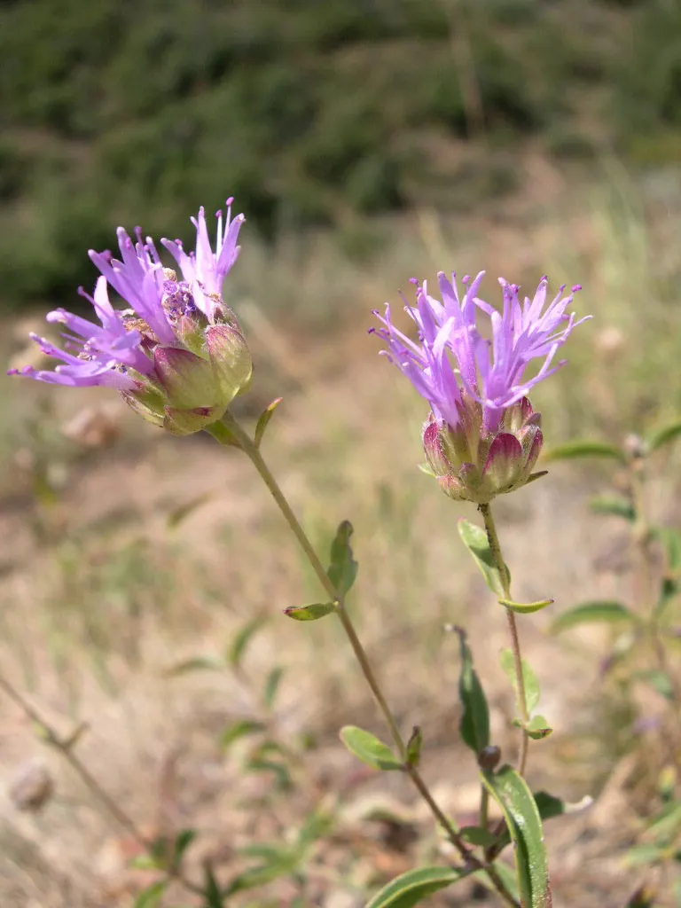 Mountain Pennyroyal (Monardella Odoratissima) — it requires minimal watering once established