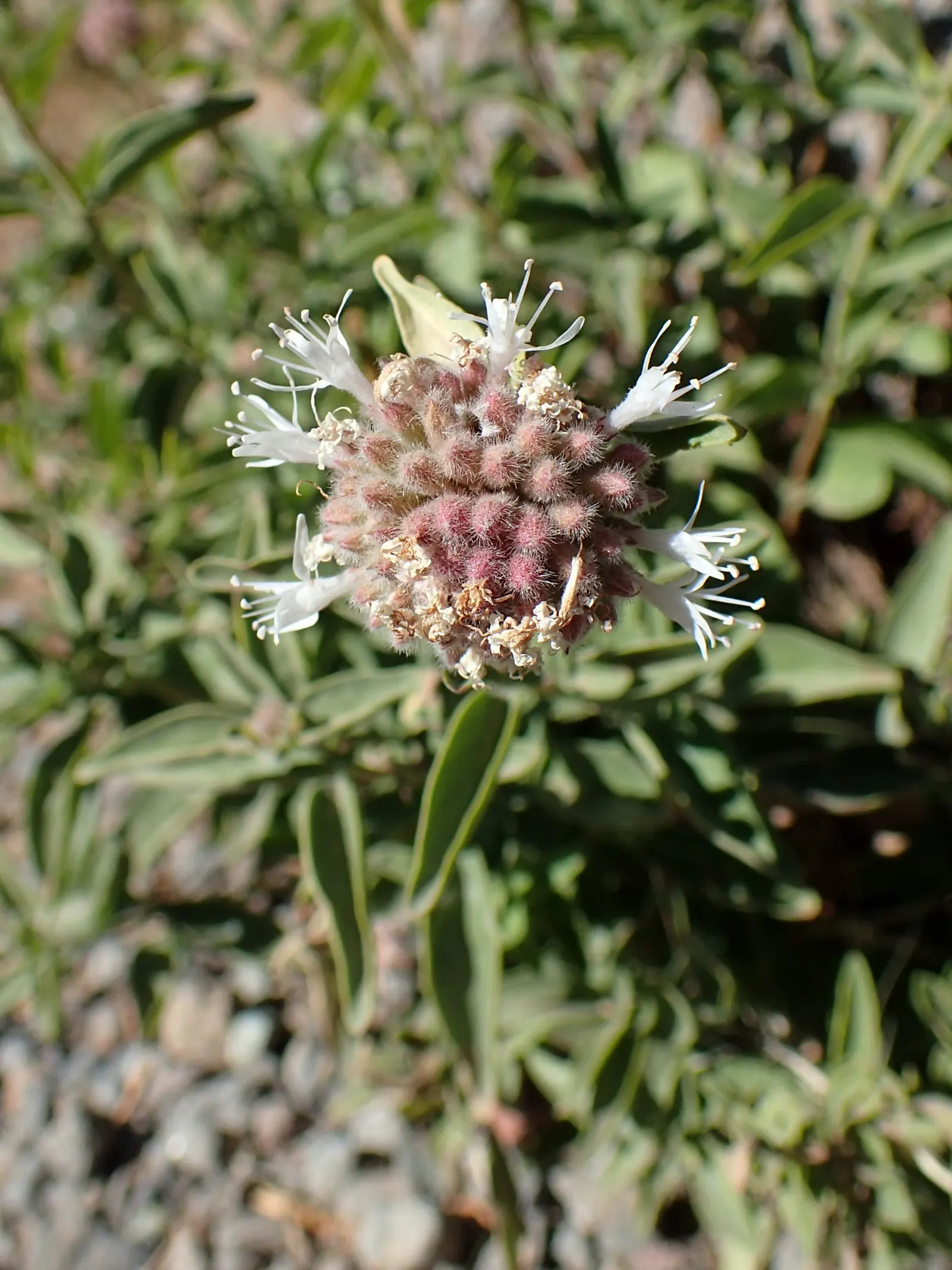 Mountain Pennyroyal (Monardella Odoratissima) — Its mint-scented leaves are deer-resistant
