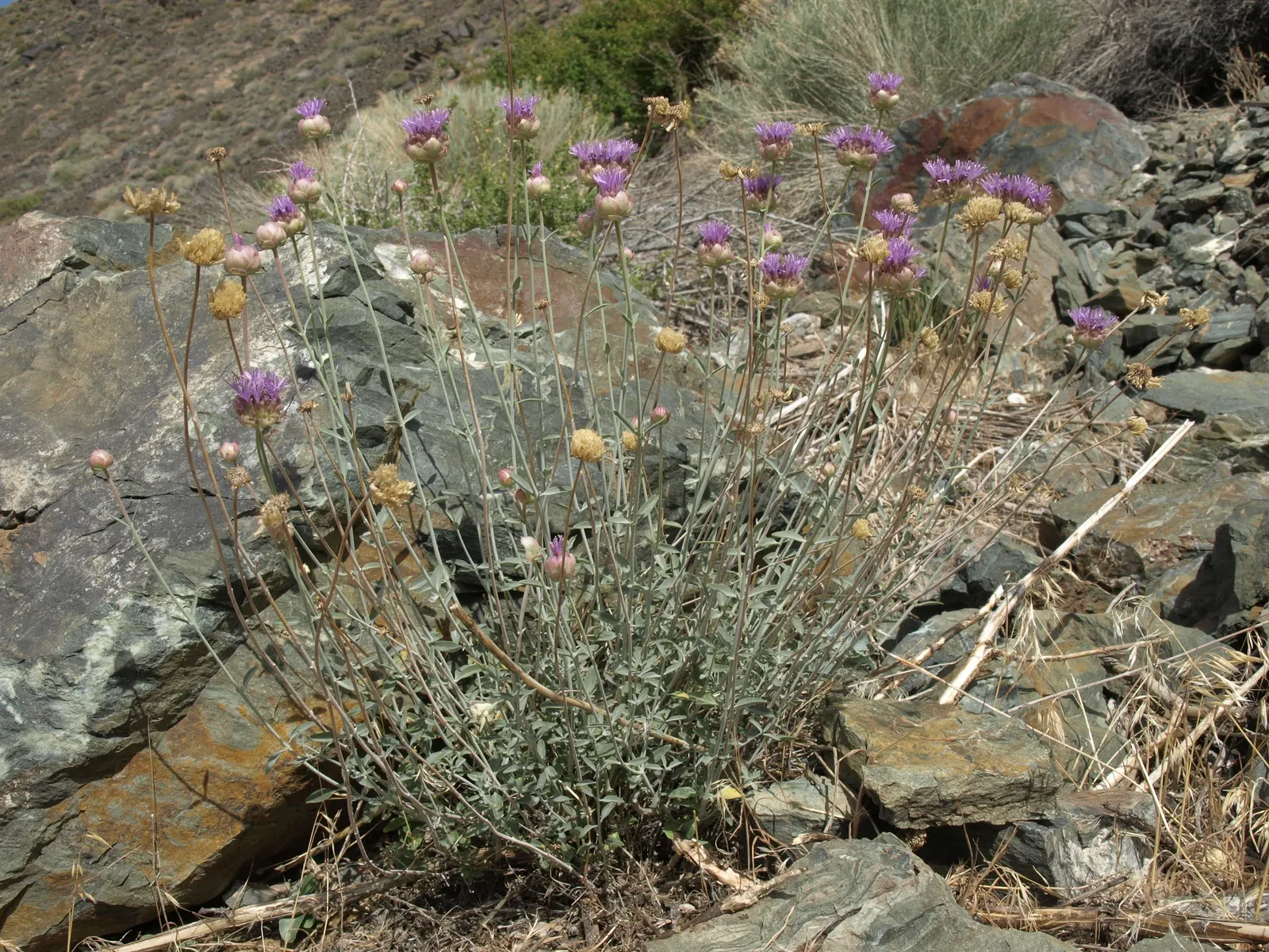 Mountain Pennyroyal (Monardella Odoratissima) — As a member of the Lamiaceae family
