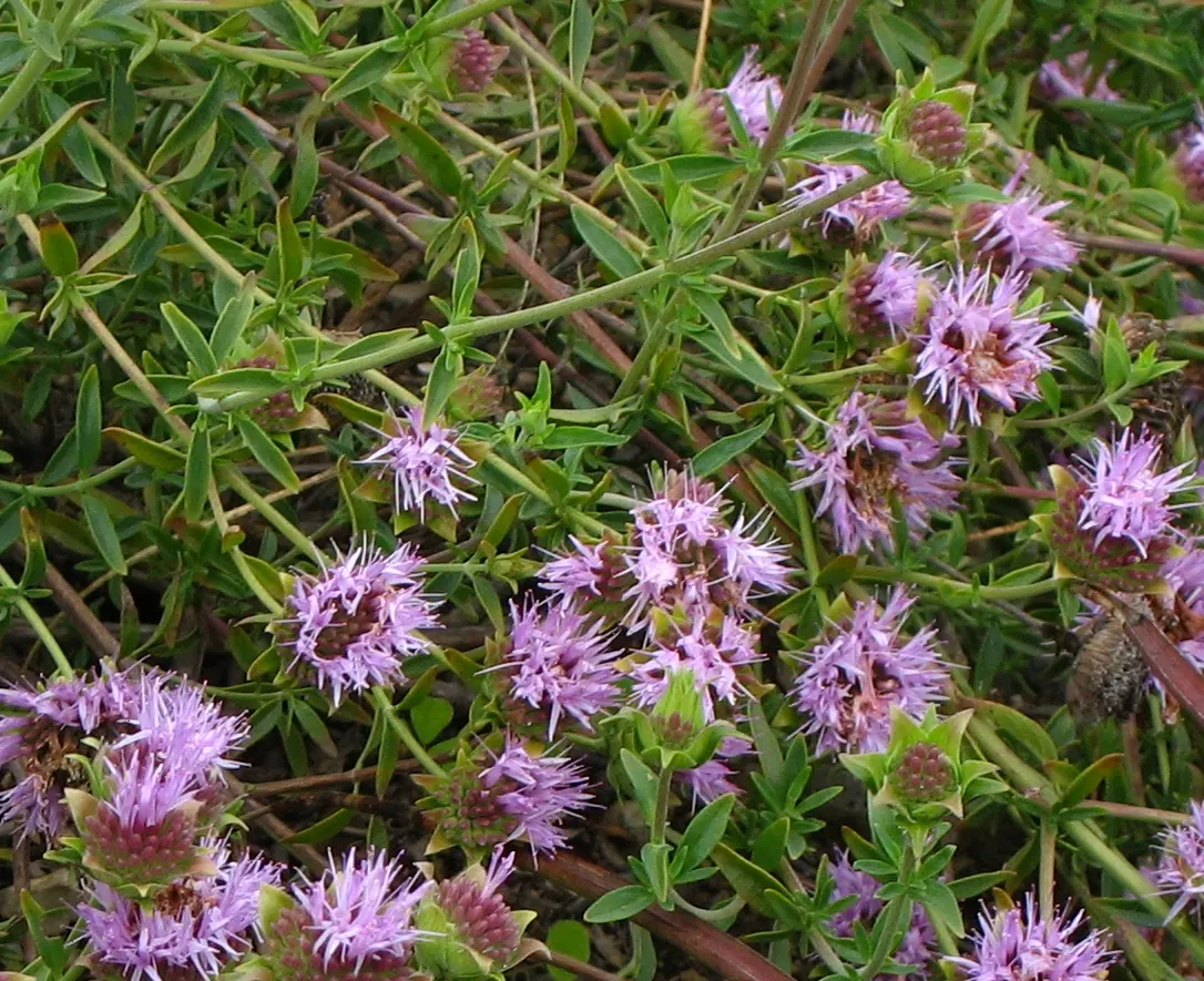 Mountain Pennyroyal (Monardella Odoratissima) — Its growth habit forms a compact