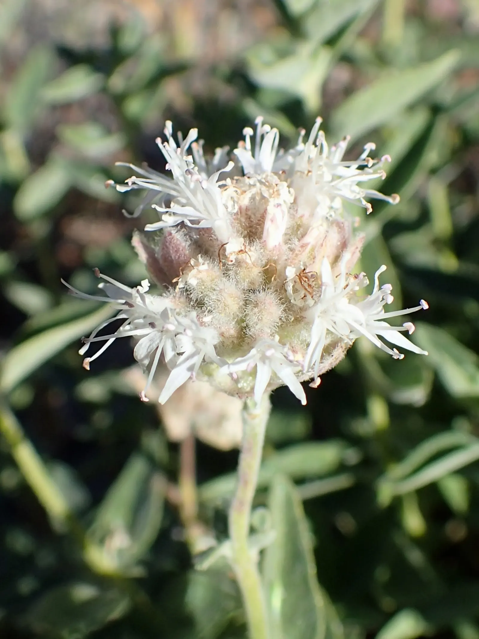 Mountain Pennyroyal (Monardella Odoratissima) — It features fragrant, round, lilac flower clusters atop 8-24 inch stems