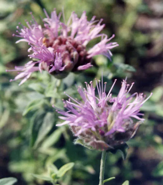 Mountain Pennyroyal (Monardella Odoratissima) — making it a perfect candidate for xeriscaping