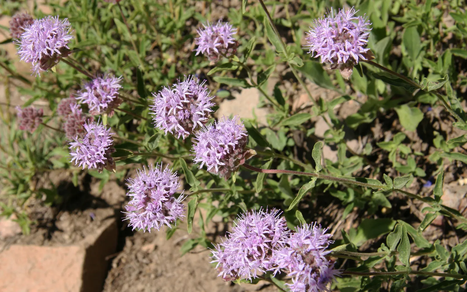 Mountain Pennyroyal (Monardella Odoratissima) — making it an excellent choice for borders