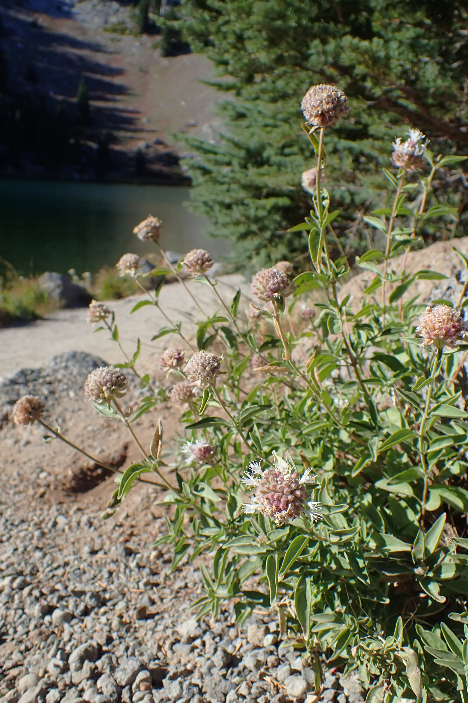 Mountain Pennyroyal (Monardella Odoratissima) — adding an ecological benefit to the landscape