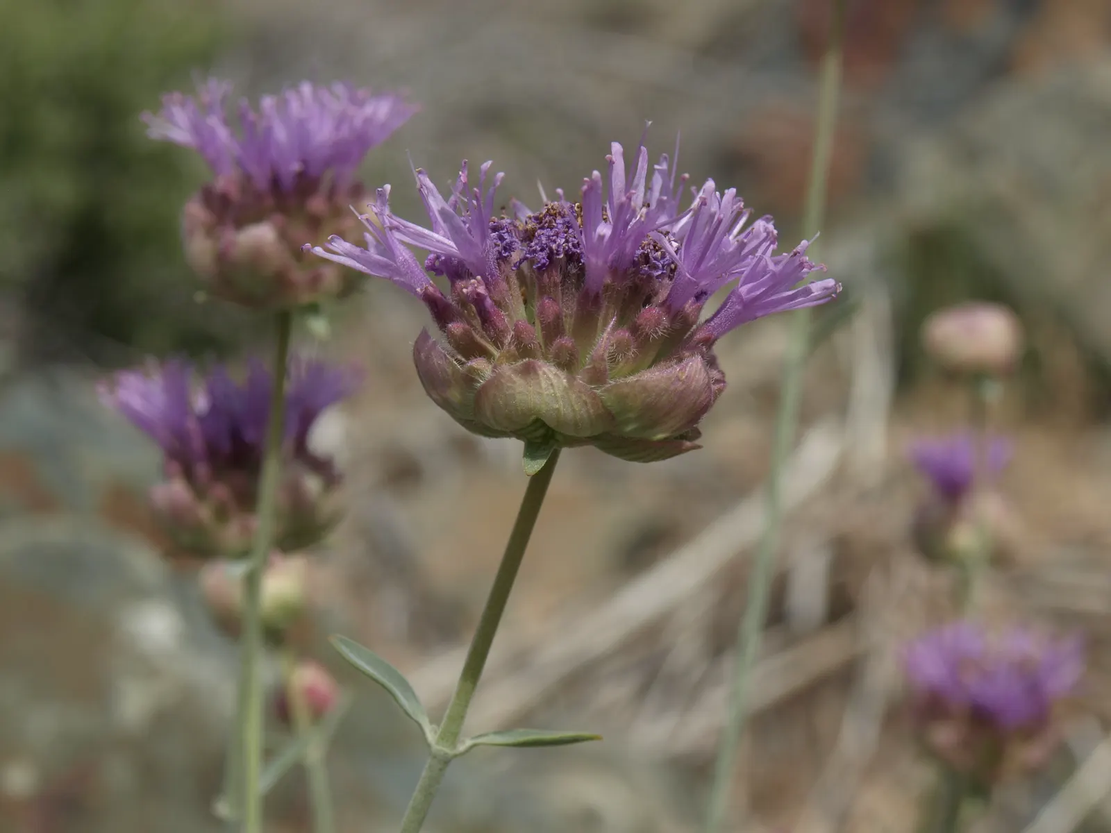 Mountain Pennyroyal (Monardella Odoratissima) — especially for clients interested in native and drought-tolerant plantings