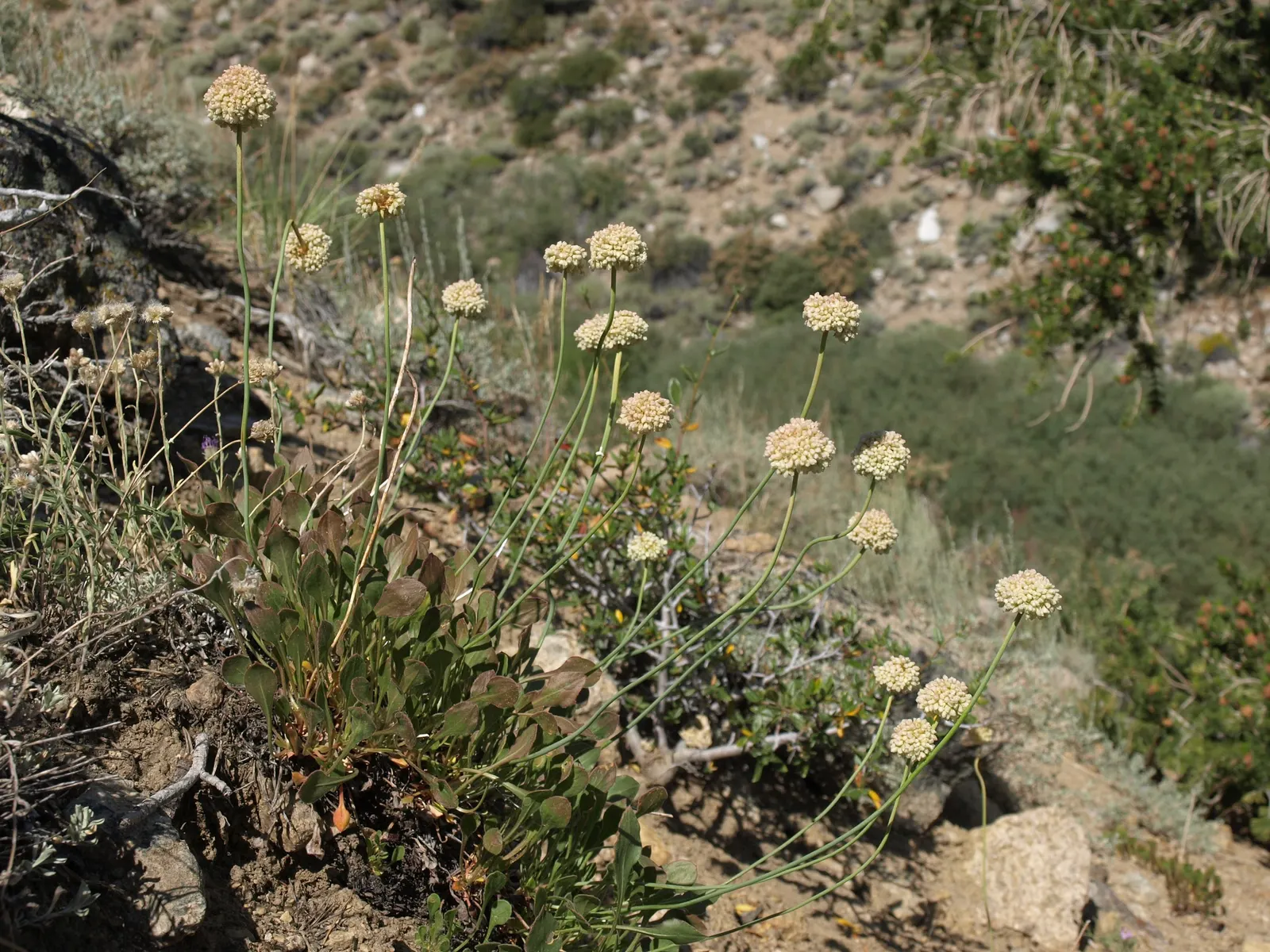 Mountain Pennyroyal (Monardella Odoratissima) — rock gardens or as a fragrant ground cover