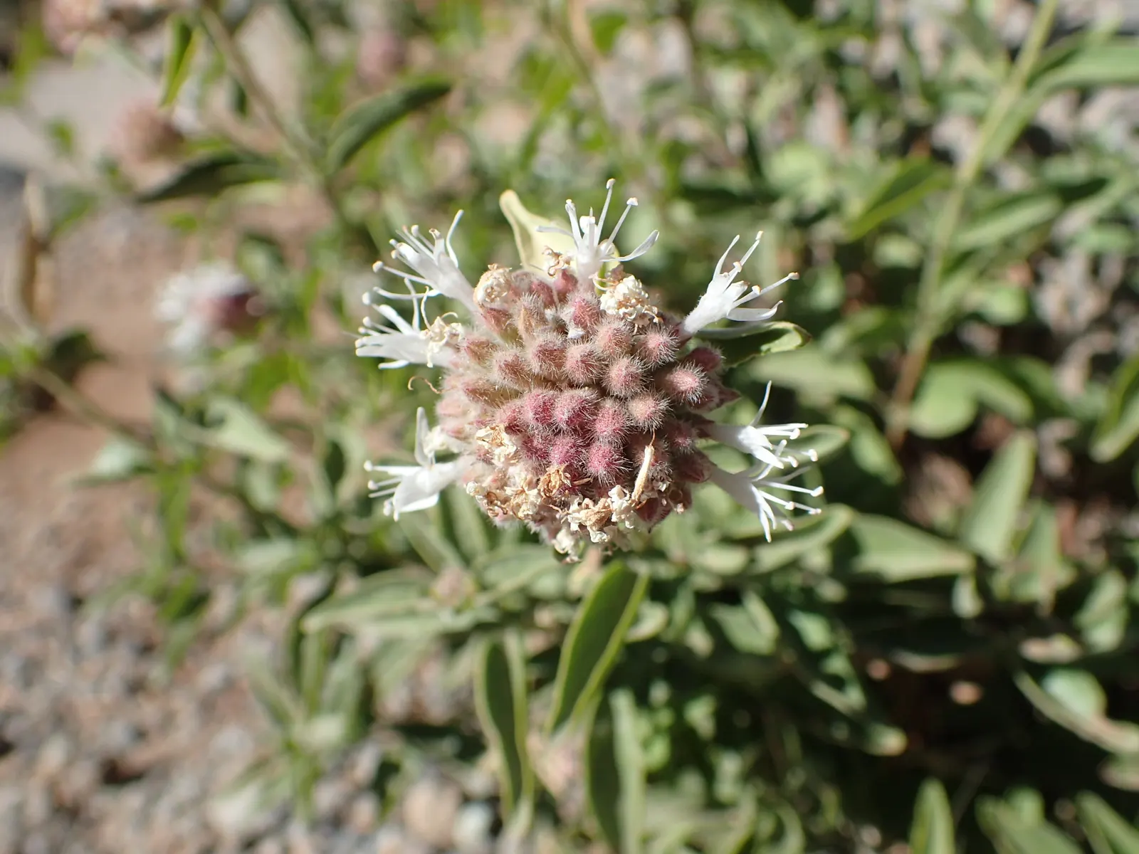 Mountain Pennyroyal (Monardella Odoratissima) — Preferring USDA zones 4-8, it thrives in full sun to partial shade, and well-drained soils