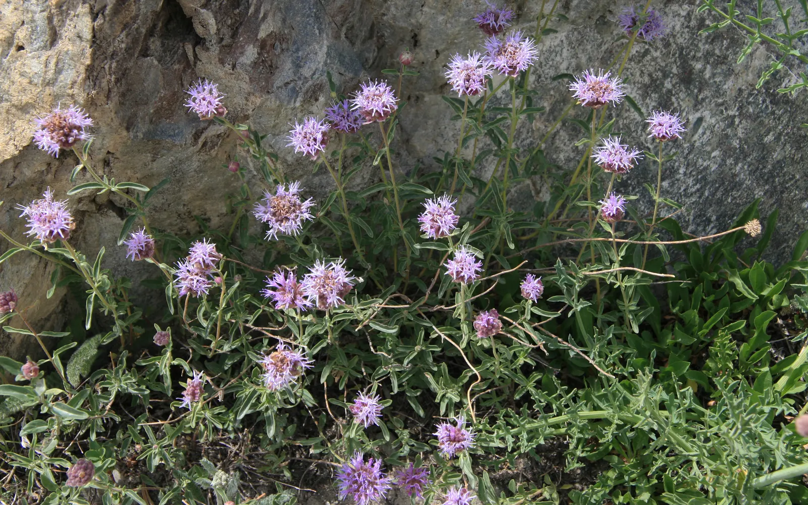 Mountain Pennyroyal (Monardella Odoratissima) — its flowers are a magnet for pollinators such as bees and butterflies