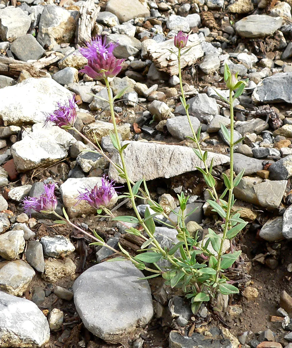 Mountain Pennyroyal (Monardella Odoratissima) — Drought-tolerant once established