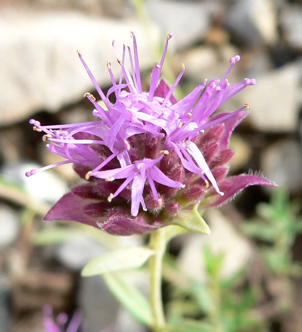 Mountain Pennyroyal (Monardella Odoratissima) — is a North American native perennial herbspreading 12-18 inches wide