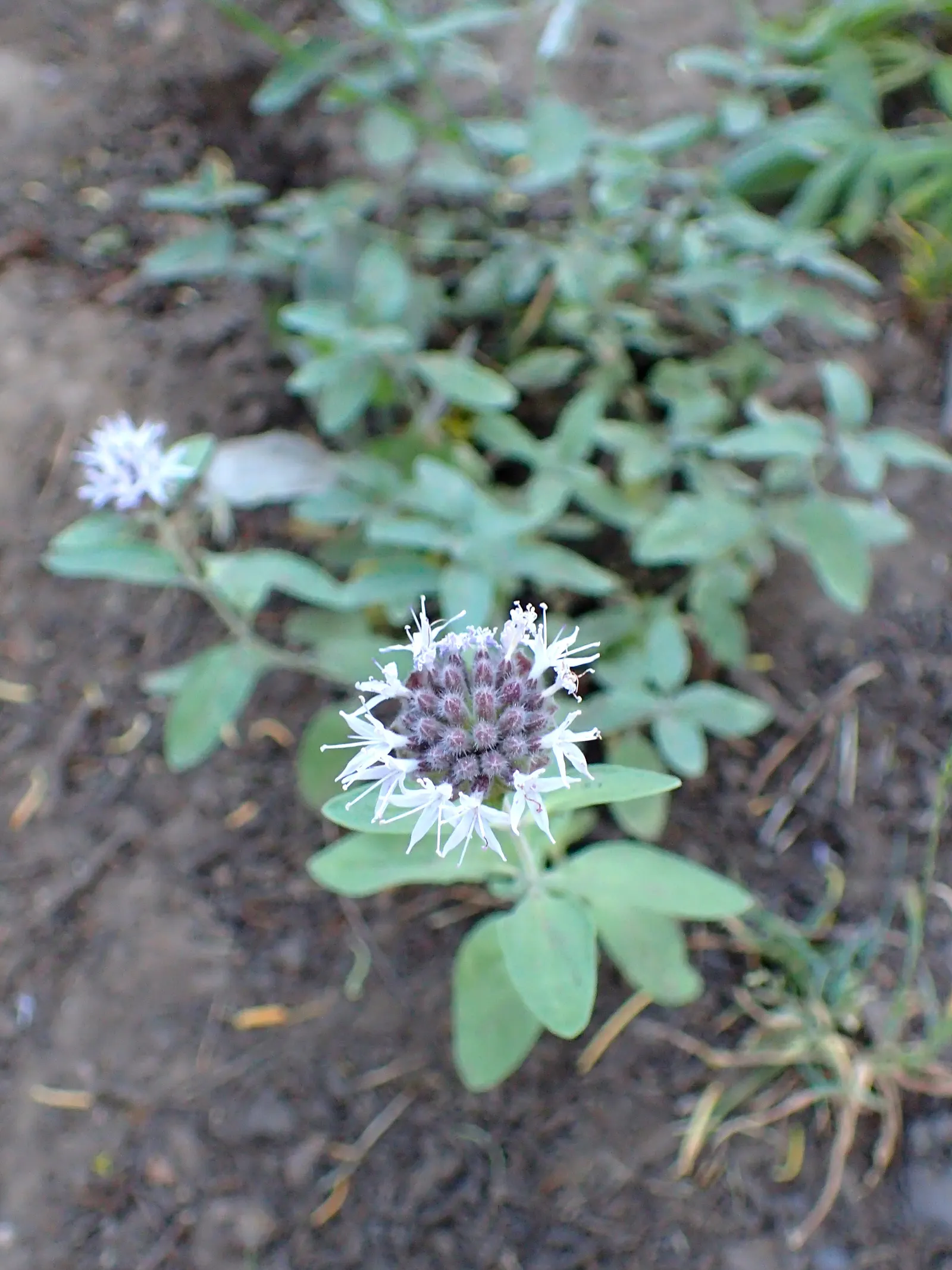 Mountain Pennyroyal (Monardella Odoratissima) — making it ideal for naturalistic settings and pollinator gardens where it attracts bees and butterflies