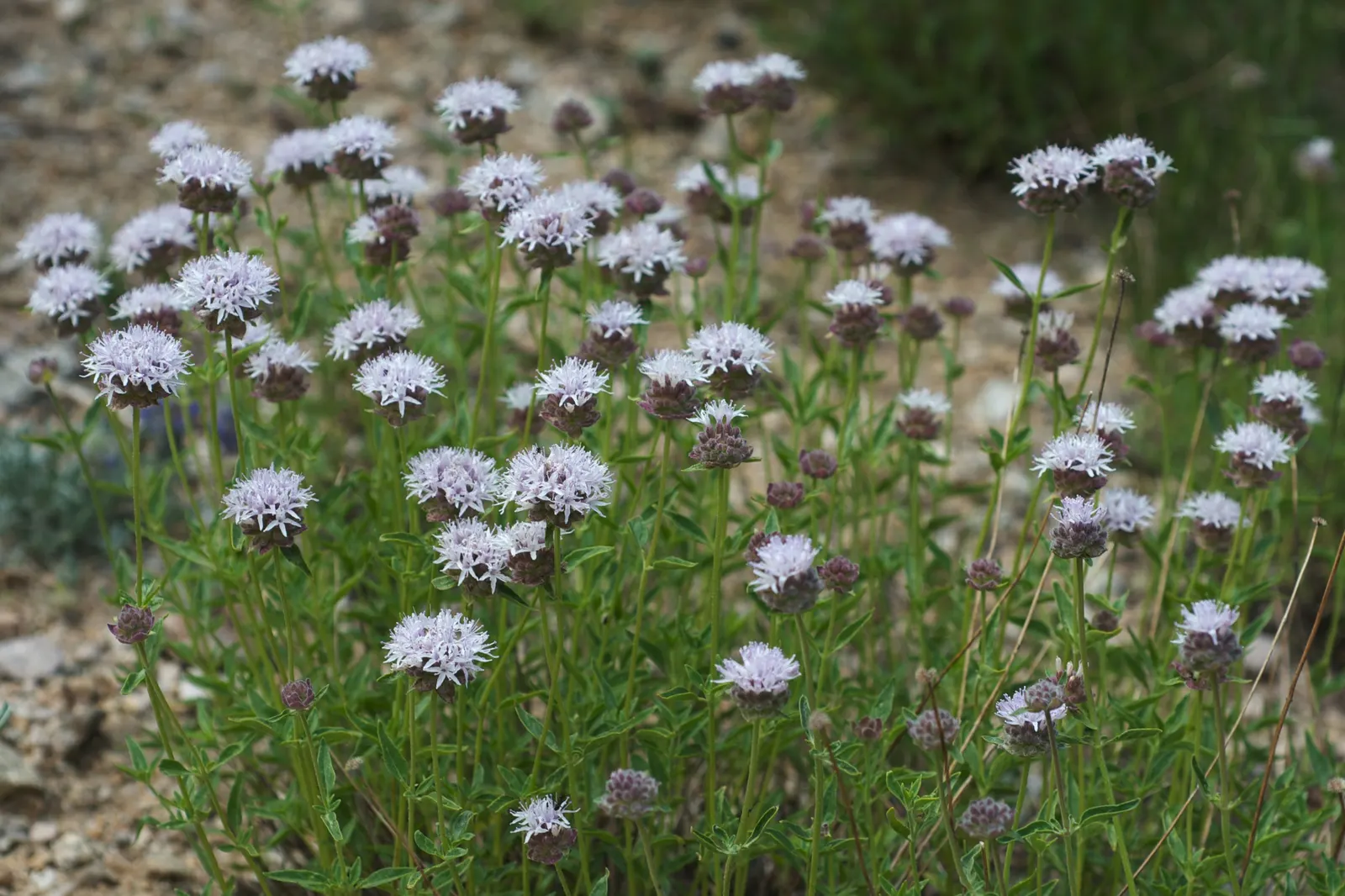 Mountain Pennyroyal (Monardella Odoratissima) — Adapted to USDA hardiness zones 5 through 9