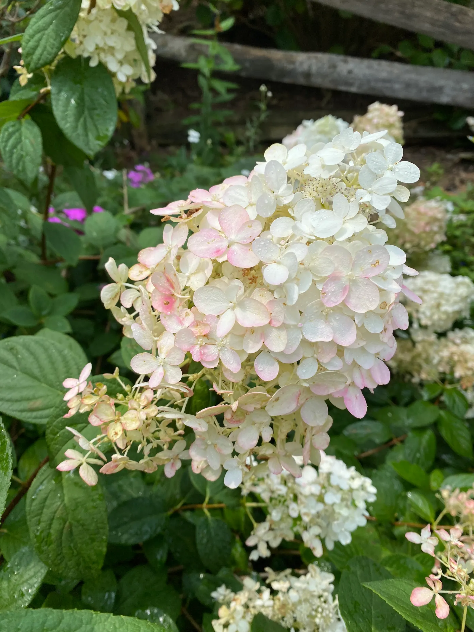 Quick Fire® Panicle Hydrangea (Hydrangea paniculata) — followed by gold and burgundy tones in fall for a final