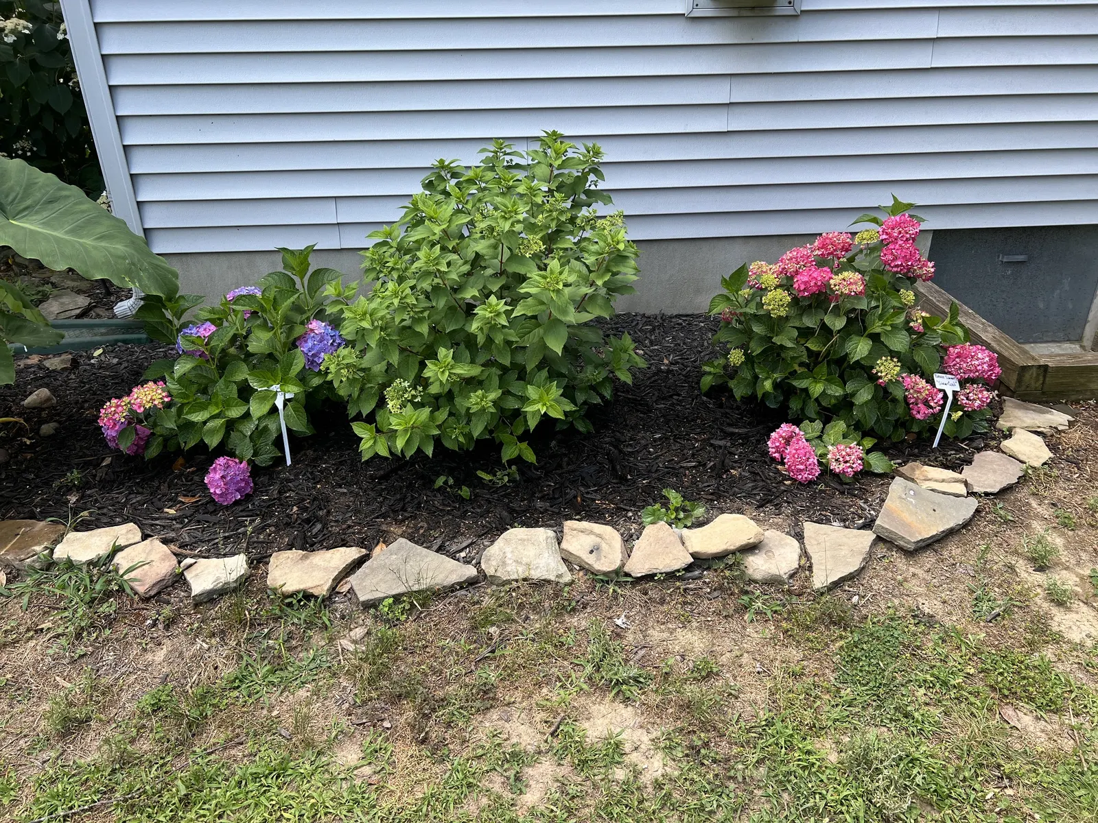 Quick Fire® Panicle Hydrangea (Hydrangea paniculata) — Quick Fire® matures to approximately 6 to 8 feet tall and equally wide