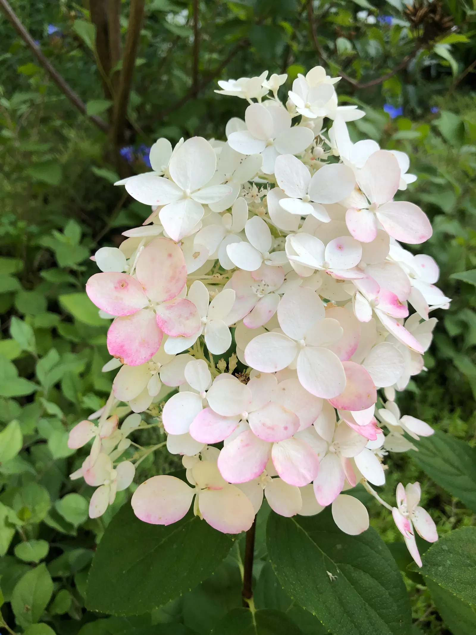Quick Fire® Panicle Hydrangea (Hydrangea paniculata) — elegant flourish.<br><br>Upright and substantial