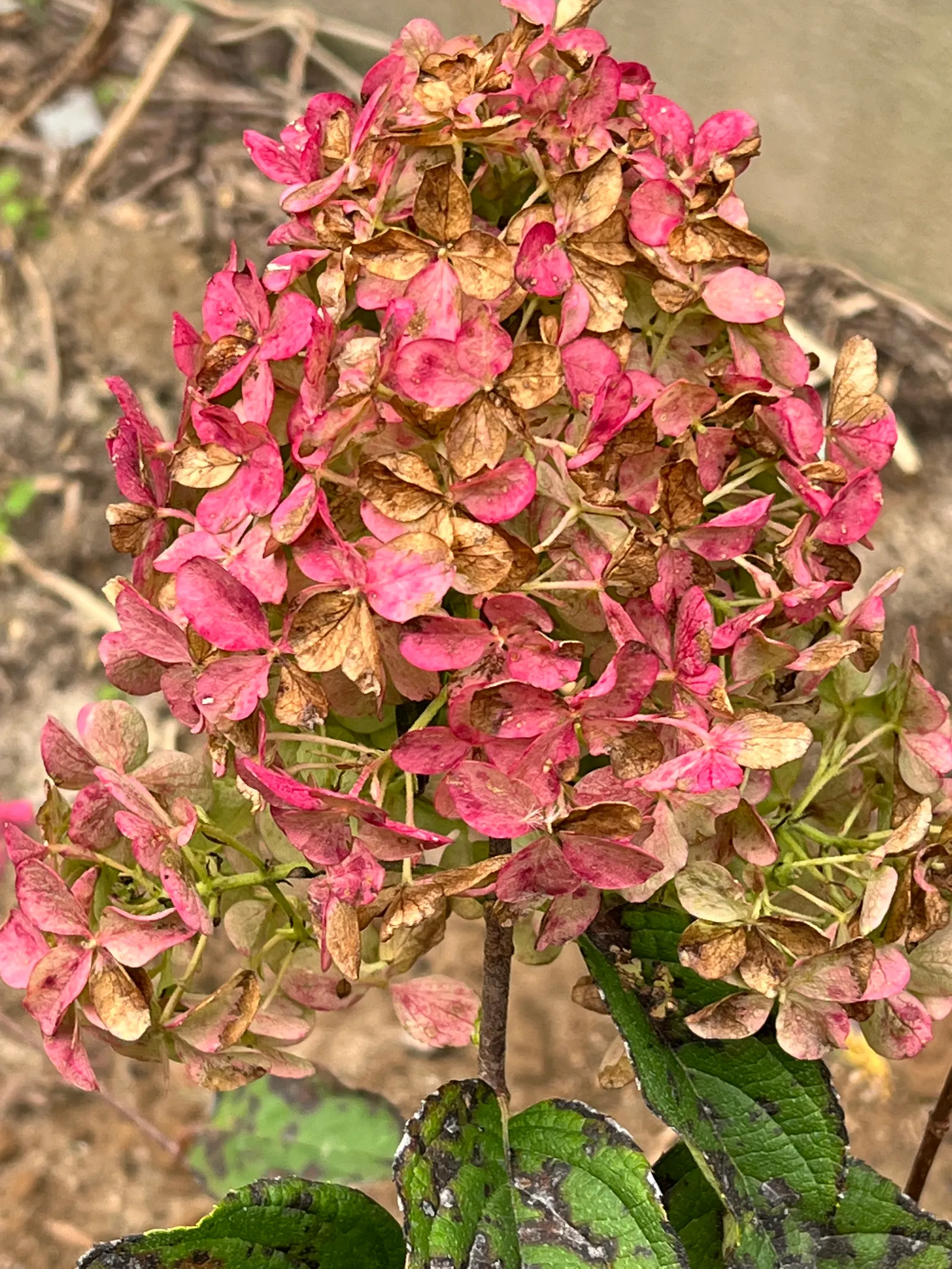 Quick Fire® Panicle Hydrangea (Hydrangea paniculata) — The fresh green foliage offers a clean backdrop through summer