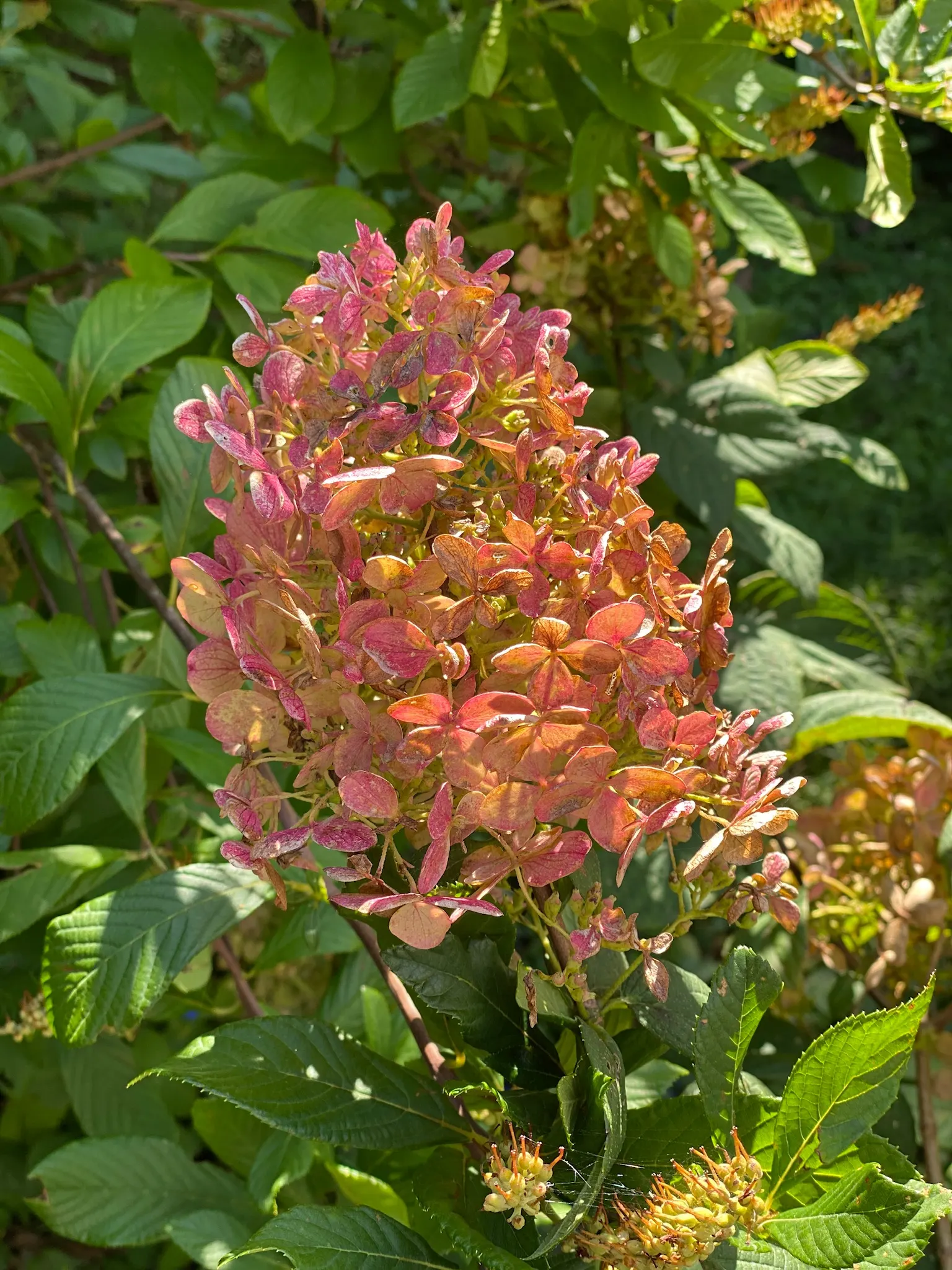 Quick Fire® Panicle Hydrangea (Hydrangea paniculata) — then blush pink and deepen into rich rosy-red as the season cools