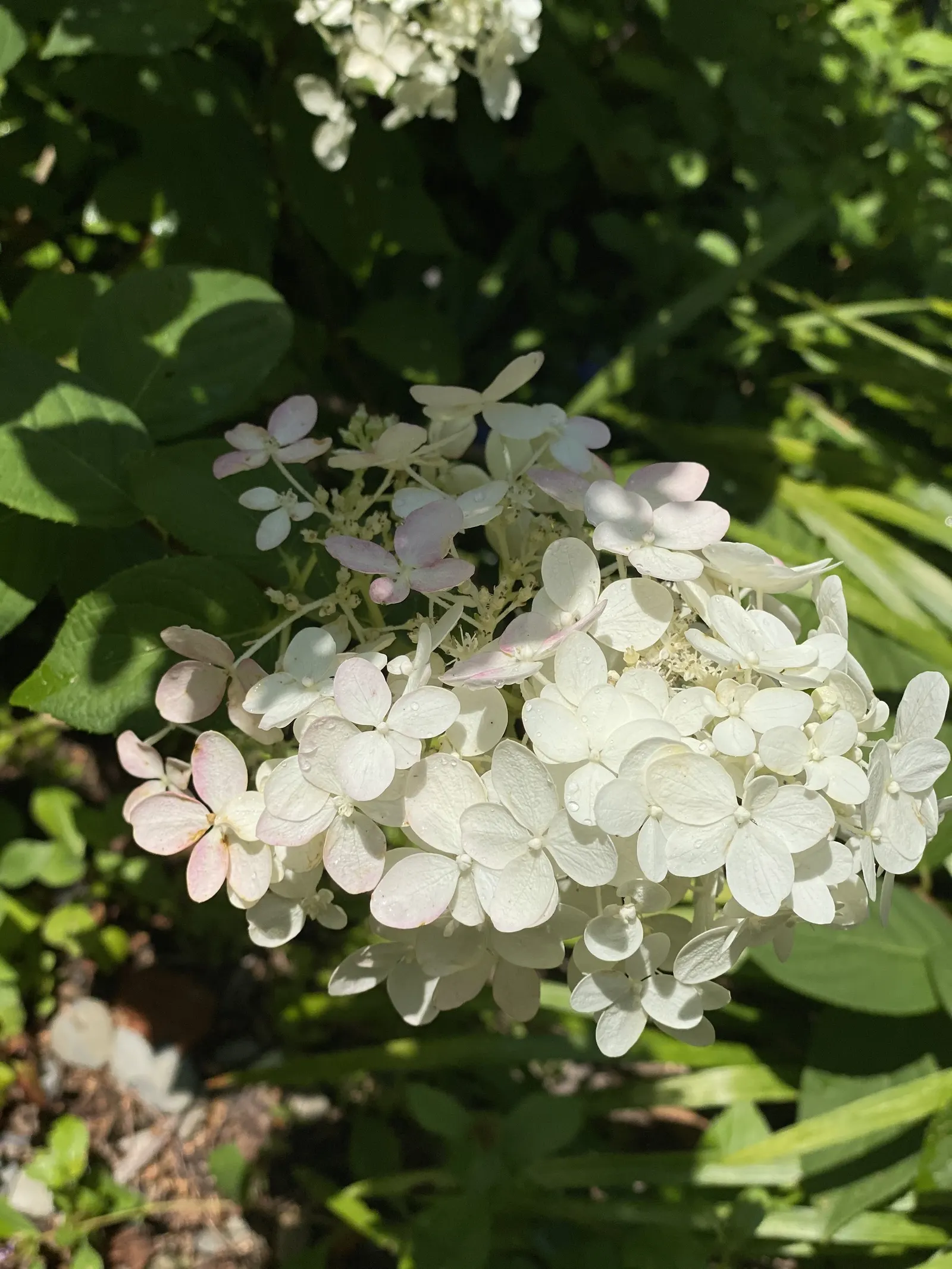 Quick Fire® Panicle Hydrangea (Hydrangea paniculata) — often weeks before other panicle hydrangeas
