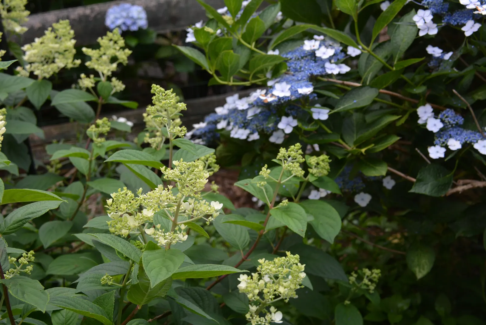 Quick Fire® Panicle Hydrangea (Hydrangea paniculata) — Its airy white panicles emerge in midsummer