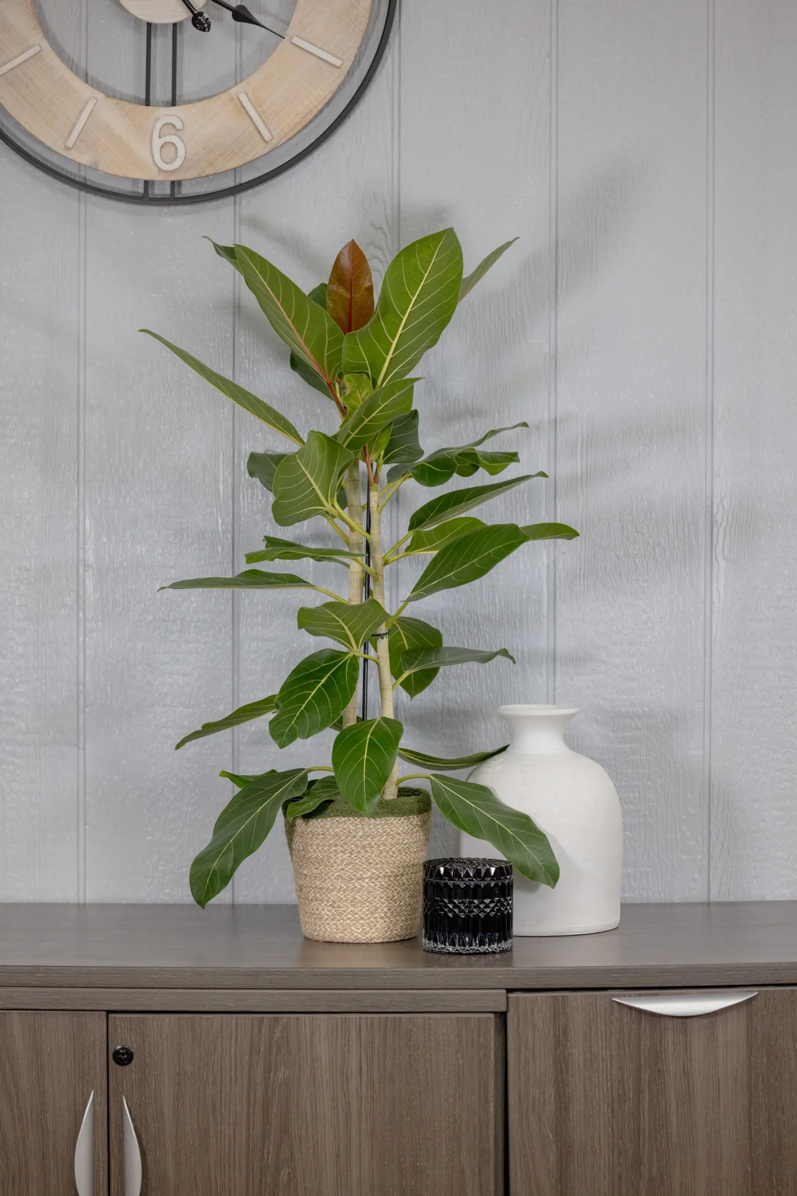 Happiness™ Banyan Fig (Ficus benghalensis) — is an upright houseplant with oval green leaves