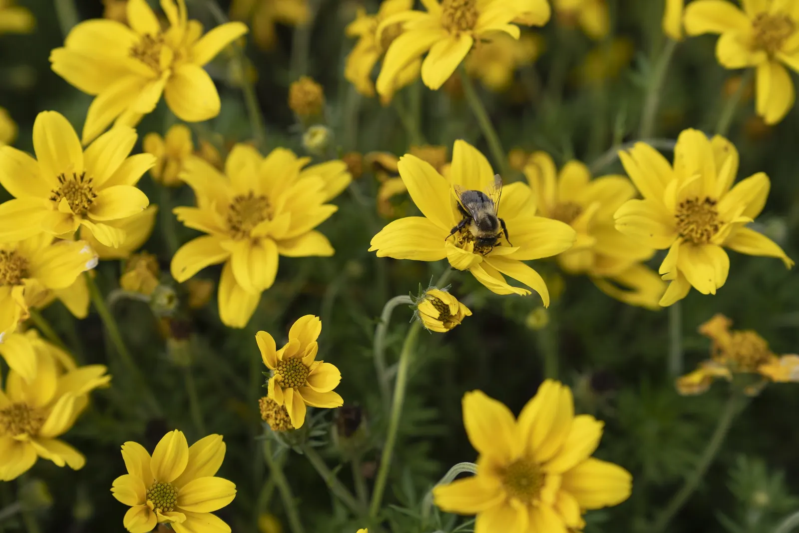 Goldilocks Rocks® II Bidens (Bidens ferulifolia) — and seasonal mixed displays; give it full sun, average well-drained soil, and moderate water; it, image 101