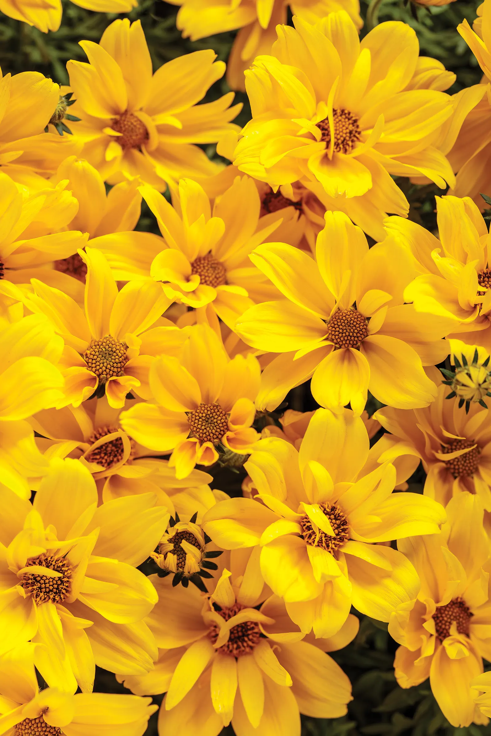 Goldilocks Rocks® II Bidens (Bidens ferulifolia) — low-growing ribbon of color to sunny edges; weaving among bolder foliage plants or mingling with, image 126