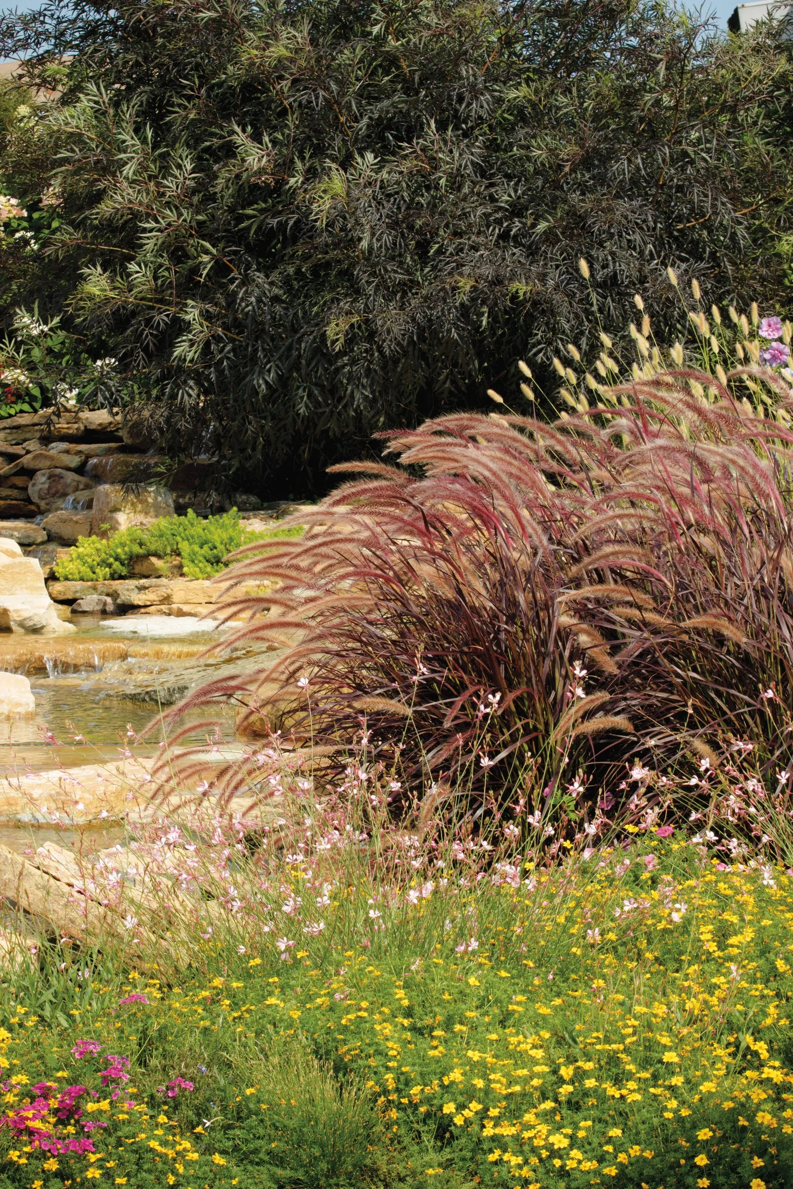 Pink Shades Verbena — If you are looking for a colorful annual ground cover